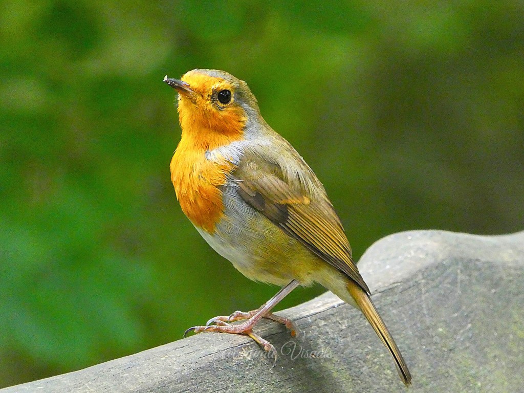 Robin perched on back of wooden bench